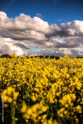 yellow field of rapeseed field with blue cloudy sky in spring time
