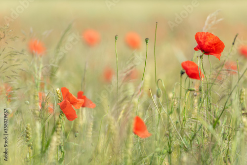 Cereal field with poppy flowers in spring