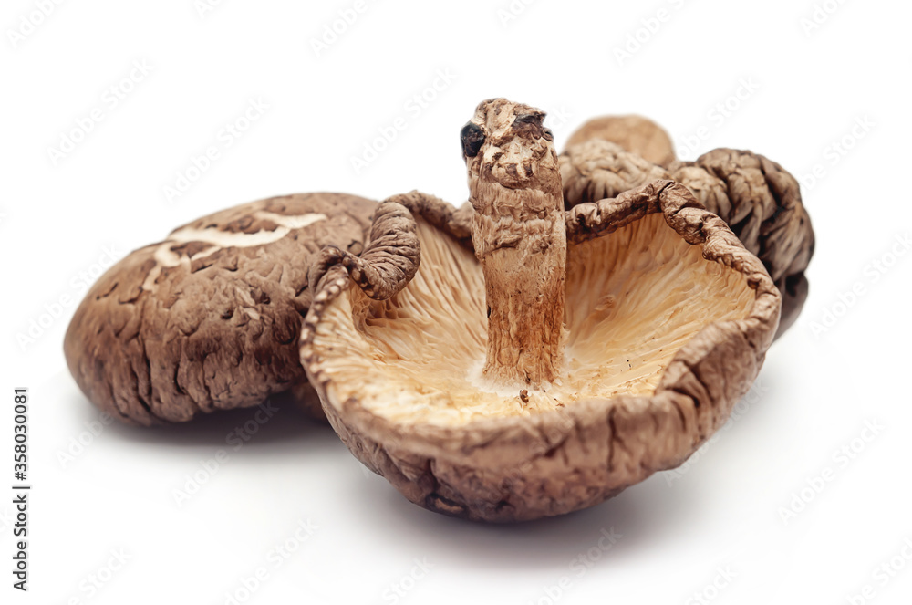 mushrooms isolated on white background mushrooms isolated on white background