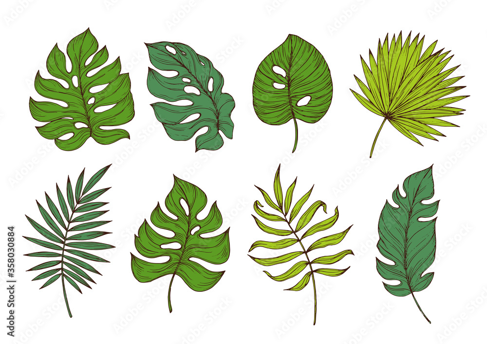 Colored tropical leaves.