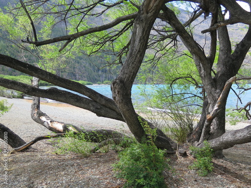 branches in the Lago Puelo National Park, Patagonia, Argentina, December