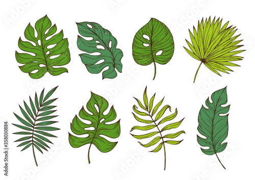 Colored tropical leaves.