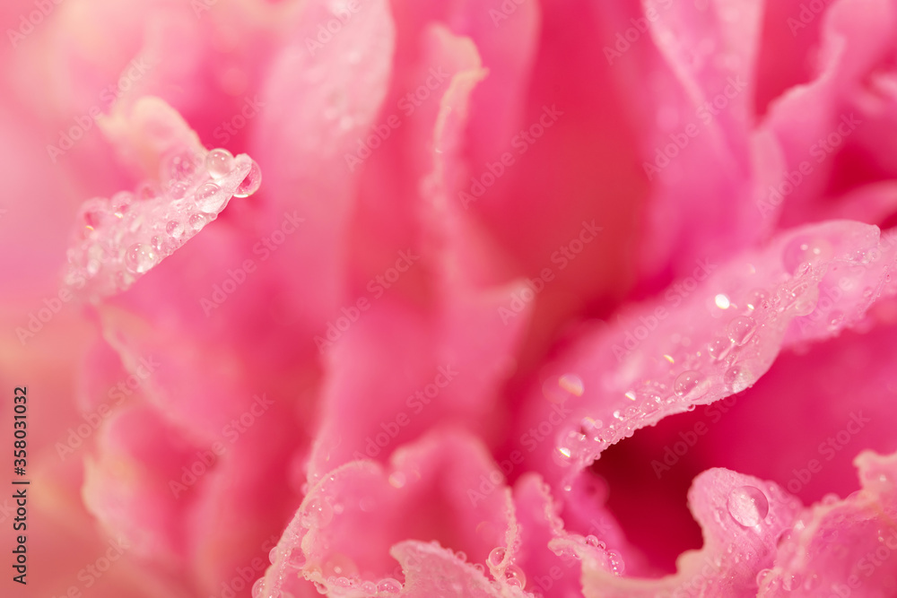 Closeup of pink peony flower with fresh morning dew.