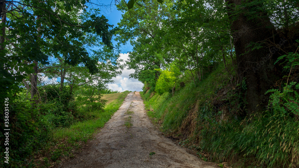 Fototapeta premium Una vecchia strada di campagna nelle Marche