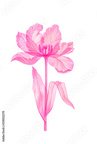 Tulip pink transparent flower, Terry Tulip x-ray tender, stem with leaves, pistils, hand-drawn watercolor, flower structure drawing isolated on a white background