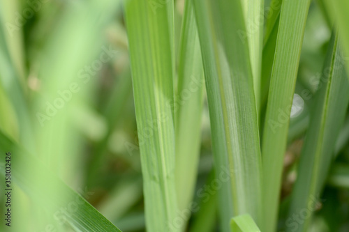 close up and macro green leave grass