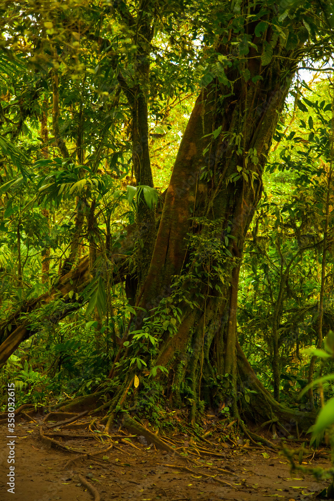 Fototapeta premium Beautiful view of the impenetrable jungle on the volcano Tenorio