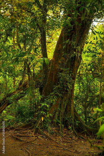 Beautiful view of the impenetrable jungle on the volcano Tenorio © Ksenia