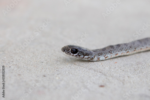  Young gray-brown snake, top view and side view, close-up. Black eyes of a snake. Snake venom prey