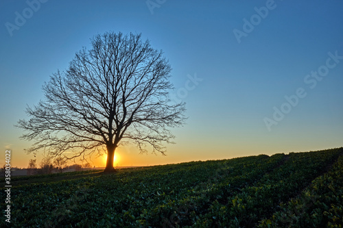 Wallpaper Mural Eine einzeln stehende Eiche ( Quercus ) auf einem Feld im Sonnenuntergang. Torontodigital.ca
