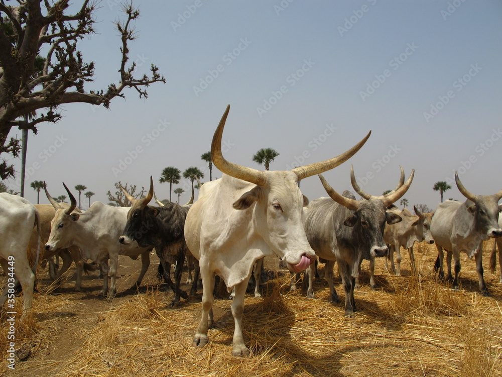 Vaches Siné Saloum Sénégal