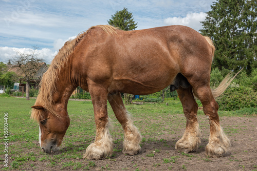 Draft horse in a pasture in a village in France photo