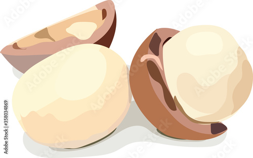 macadamia