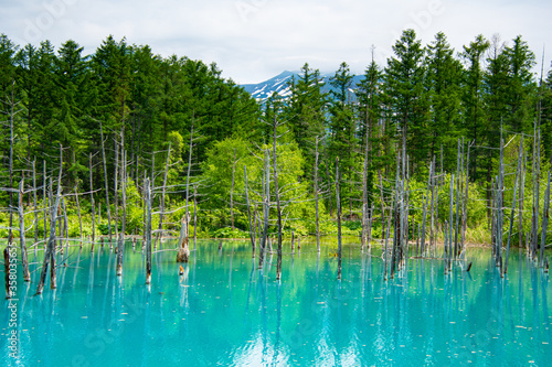 6月の青の池のリフレ