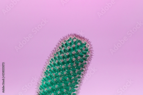 Surreal green cactus on a purple background