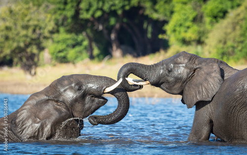 Two elephants playing in water in Chobe River Botswana
