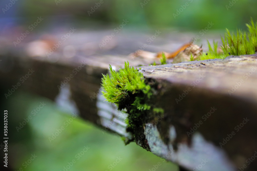 苔蘚,森林,綠色,苔蘚植物,植物,自然,背景,宏,葉,細節,特寫,戶外,植物群,新鮮,環境,沒有人,無人,自然,小,草,孢子,膠囊,春天,濕,成長,植被,綠色,非維管植物,青苔,微距,異世界,微景觀,陰暗,濕冷,潮濕,生命力,花藝,綠世界, 苔蘚,森林,綠色,苔蘚植物,植物,自然,背景,宏,葉,細節,特寫,戶外,植物群,新鮮,環境,沒有人,無人,自然,小,草,孢子,膠囊,春天,濕,成長,植被,綠色,非維管植物,青苔,微距,異世界,微景觀,陰暗,濕冷,潮濕,生命力,花藝,綠世界,