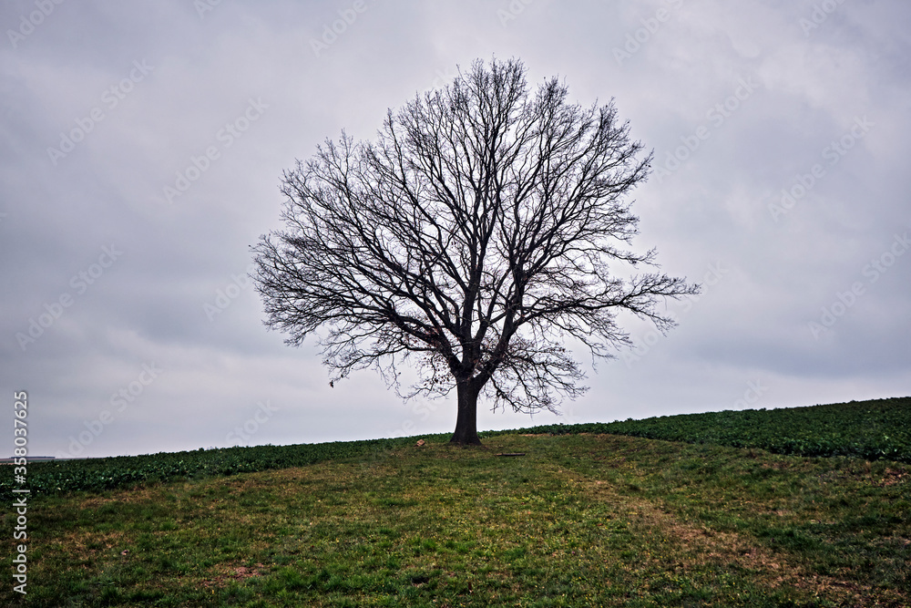 Eine einzeln stehende Eiche ( Quercus ) auf einem Feld. Eine einzeln stehende Eiche ( Quercus ) auf einem Feld.
