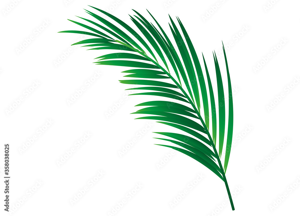 einzelnes grünes Palmenblatt einzelnes grünes Palmenblatt