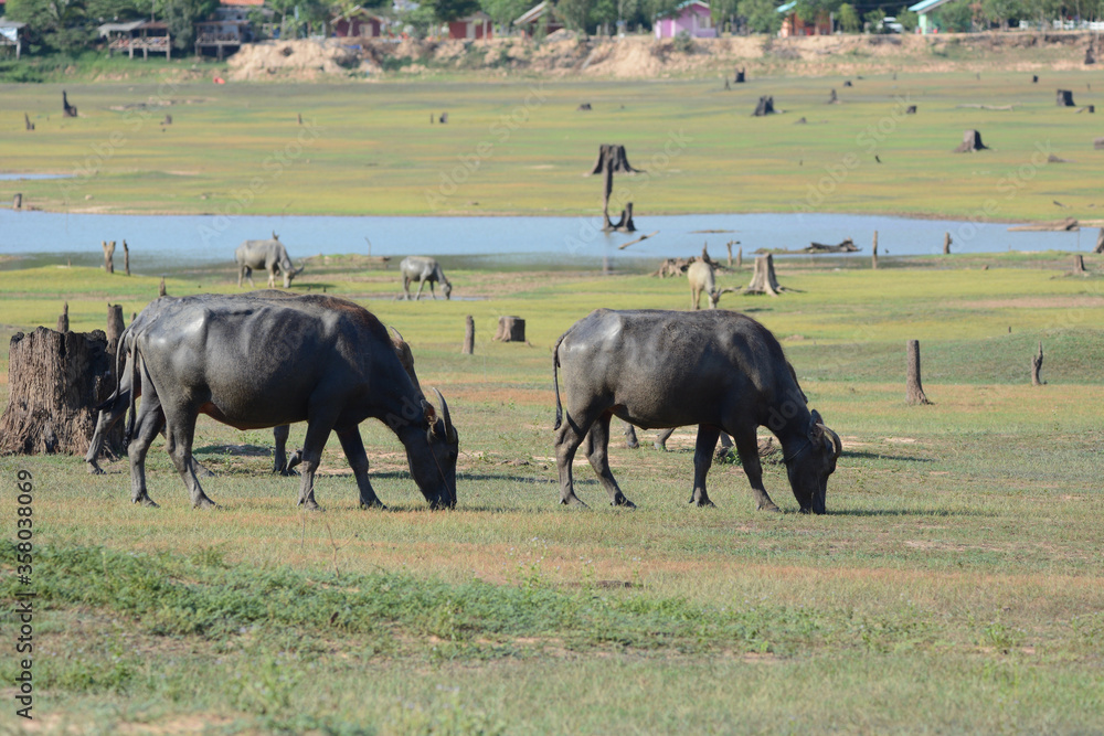 flock of buffalo in flied flock of buffalo in flied