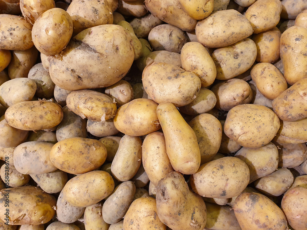Young fresh organic potatoes a lot. Close-up. Young fresh organic potatoes a lot. Close-up.
