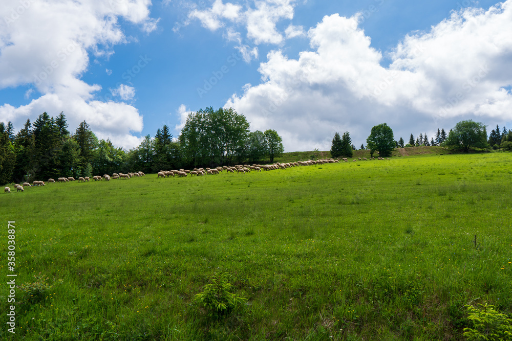Herd of sheep on beautiful mountain meadow, slovakia
