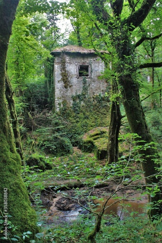 Maison en ruine dans les bois.