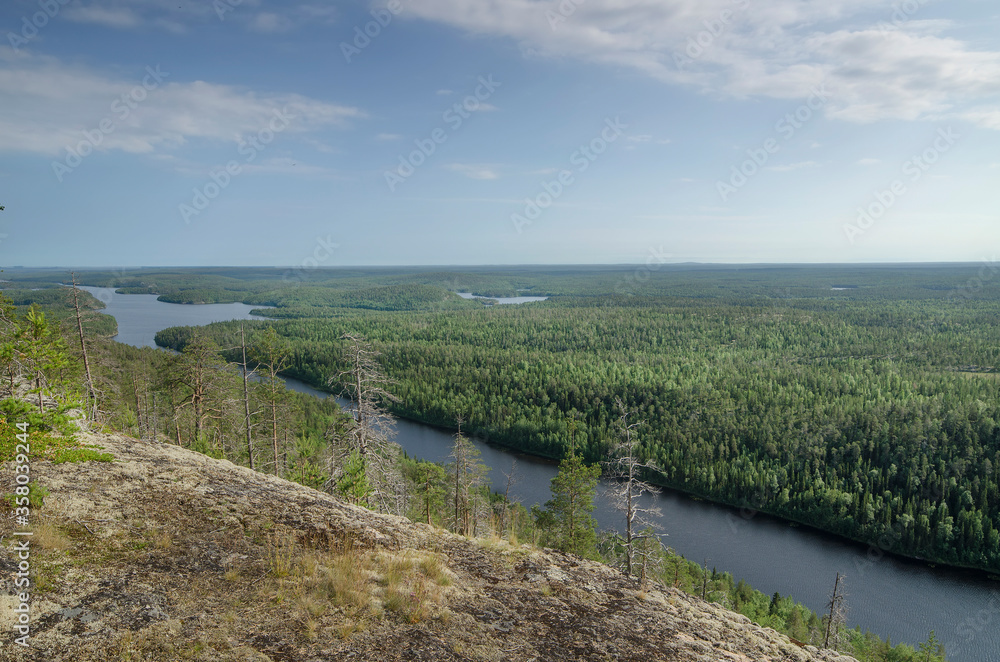 Forest on the rocks in Karelia