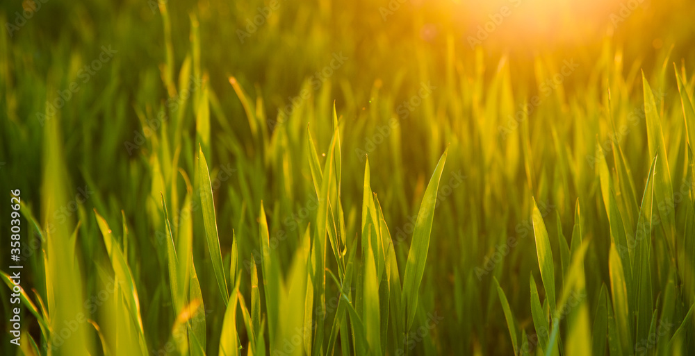Grass on the field during sunrise. Agricultural landscape in the summer time
