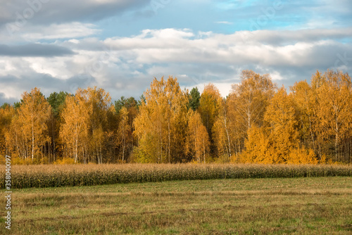 View Of An Agricultural Field With Corn At The Edge Of The Forest In Autumn Evening