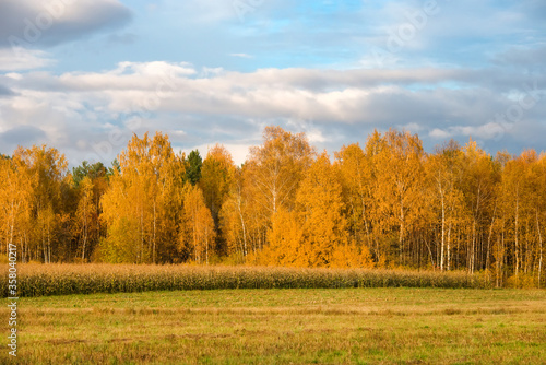 View Of An Agricultural Field With Corn At The Edge Of The Forest In Autumn Evening