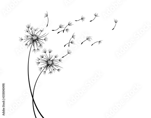 The Field dandelion flower sketch with flying seeds. photo