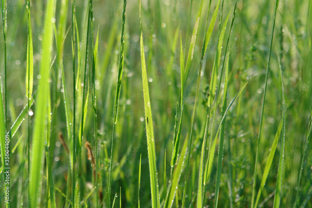 Fresh green grass in dew lit by the bright morning sun Fresh green grass in dew lit by the bright morning sun