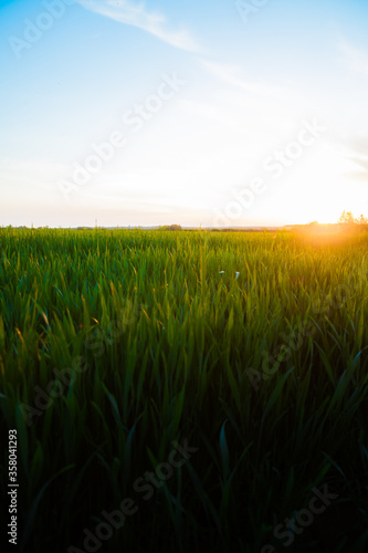Panorama view of green sprouting rye agricultural field in spring in sunset. Sprouts of rye