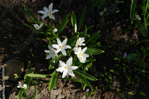 A close up of white flowers of Chionodoxa luciliae  Alba   Glory of the Snow  in the garden  top view