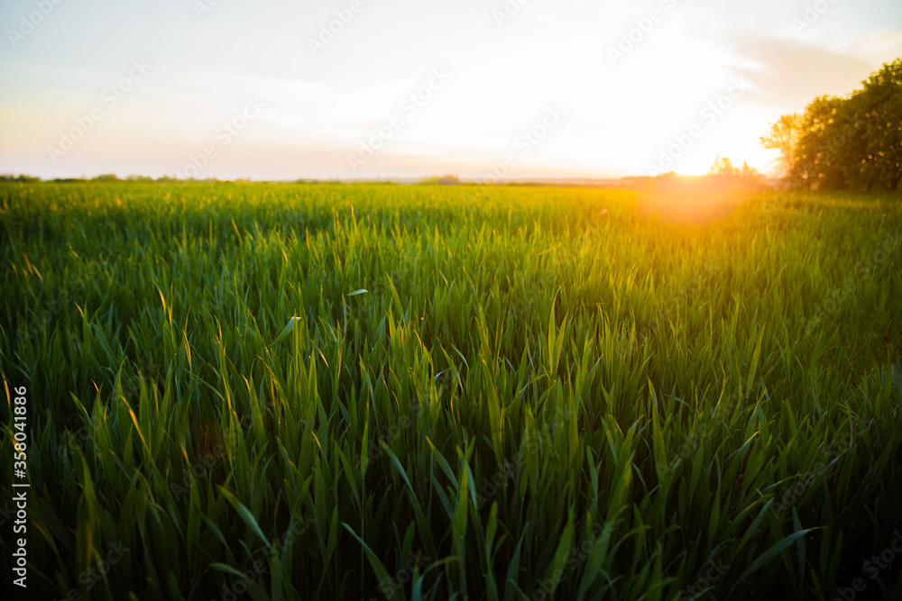 Colorful Sky In Sunset Dawn Sunrise Above Rural Landscape Of Green Wheat Field. Scenic Spring Meadow Landscape