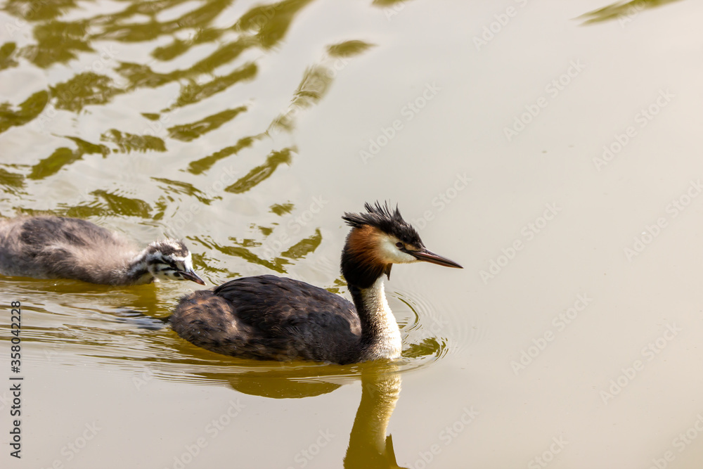 Great Crested Grebe close up on the water Great Crested Grebe close up on the water