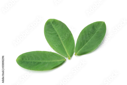 Peanut leaf isolated on white background