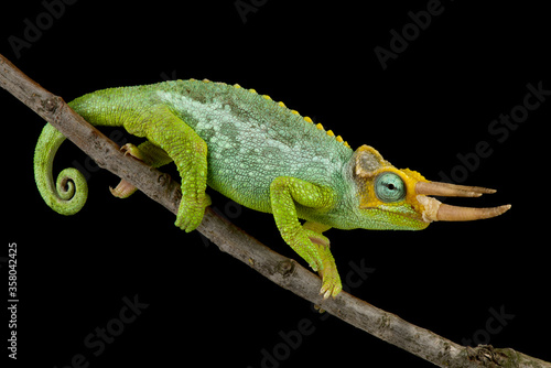 Dwarf Jackson's chameleon (Trioceros jacksonii merumontanus )