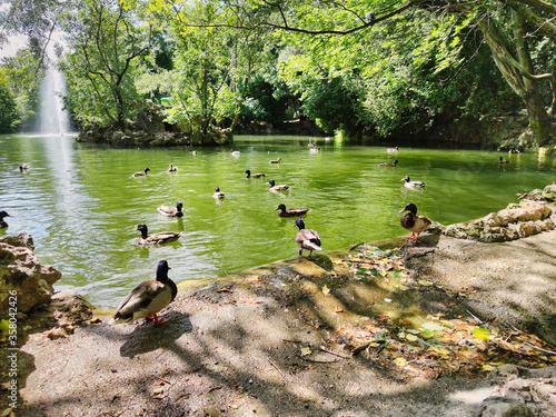 Принти на полотні Estanque de los patos en el Campo Grande de Valladolid