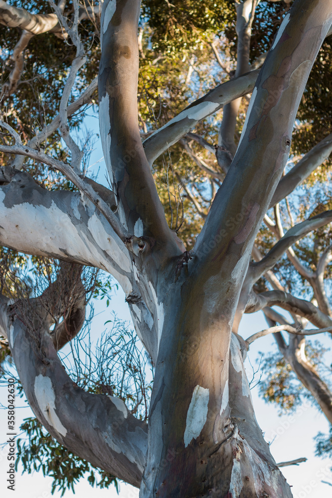 Closeup of the thick branches reaching into the sky of a Gum tree with its smooth bark