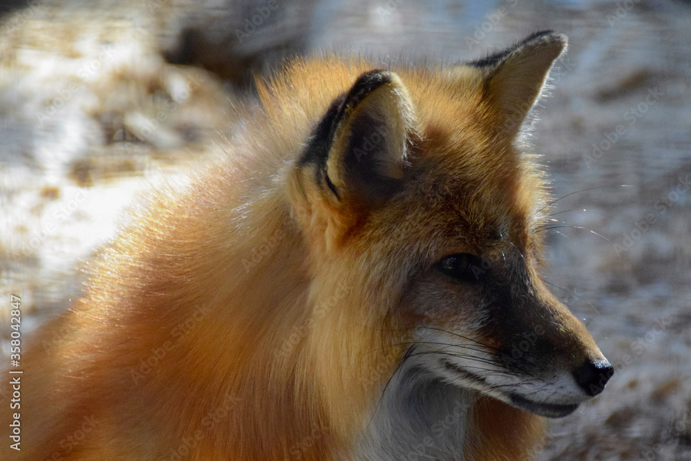 Red  fox in spring time