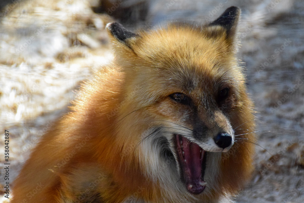 Fototapeta premium Red fox in spring time