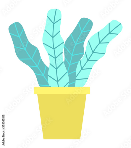 Evergreen tree in flowerpot, cartoon style blue leaves growing in bucket, domestic exotic flower. Vector home plant in pot isolated house interior decorative object