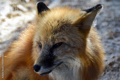 Red  fox in spring time