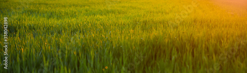 countryside field, sunny day in the countryside, green grass