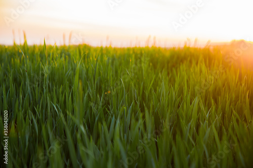 The sun is about to reach the horizon on rice Seedlings background texture.