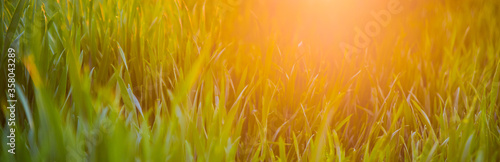 beautiful green rural field at the sunset, outdoor countryside scene