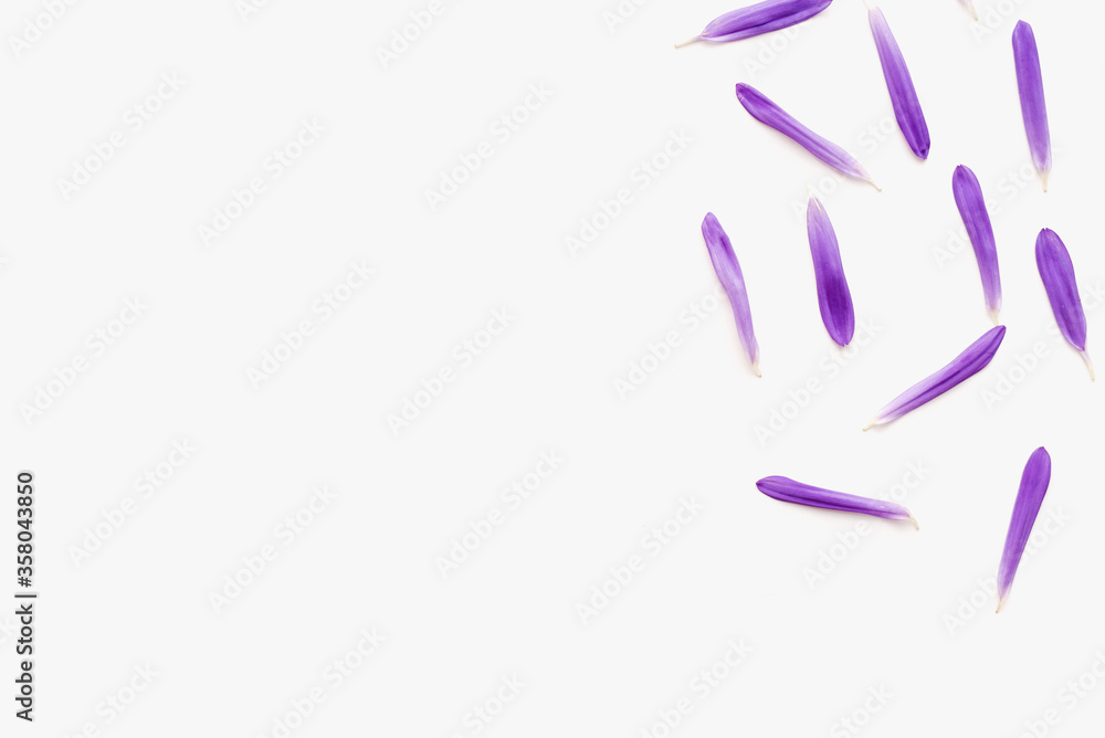 Obraz premium purple petals on a white background, background with petals, aster petals