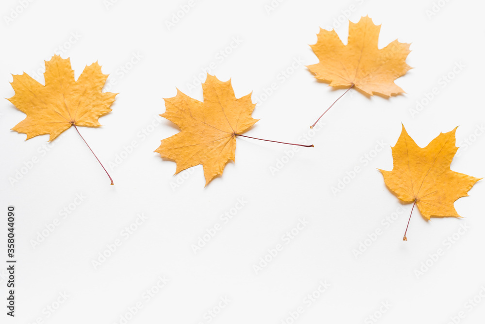 maple leaves on white background, autumn leaves maple leaves on white background, autumn leaves